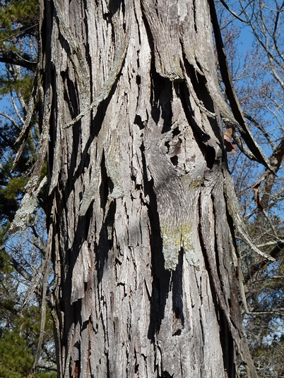 {Carya carolinae-septentrionalis}